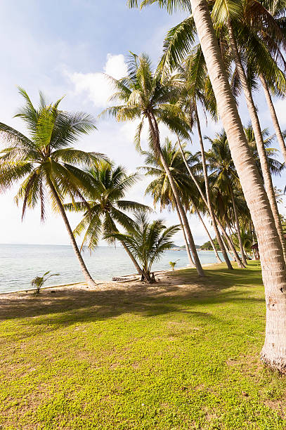 istock crystal blue clear water and palms, Five Islands, Koh Samui 494559079