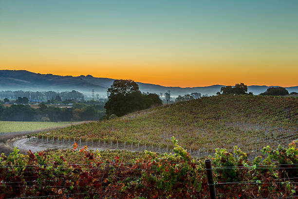 早朝のブドウ園やタウンでは、カリフォルニア州ナパバレー - winery vineyard california town of vineyard ストックフォトと画像