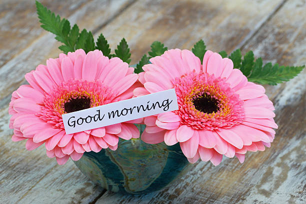 istock Good morning card with pink gerbera daisies 494559358
