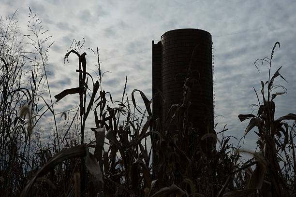 Silo with motion blurred corn stalks Silhouette of a silo against a cloudy sky with dried corn stalk vegetation in foreground, Kentucky, USA silo photos stock pictures, royalty-free photos & images