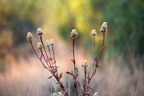 Flowers in the early morning sunlight in Palo Duro Canyon.