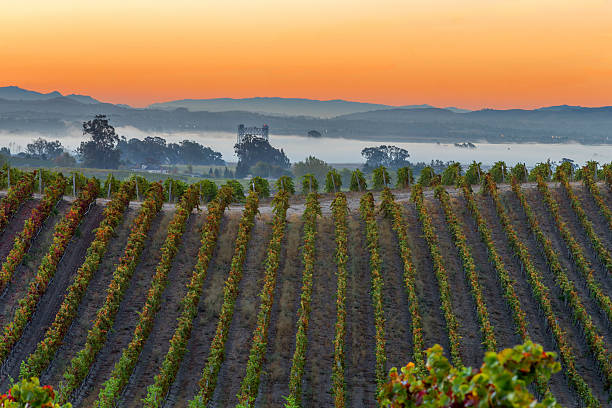 manhã cedo vinha e a cidade no vale de napa califórnia - napa valley vineyard autumn california imagens e fotografias de stock