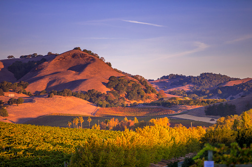 Early Morning Vineyard in Napa Valley California