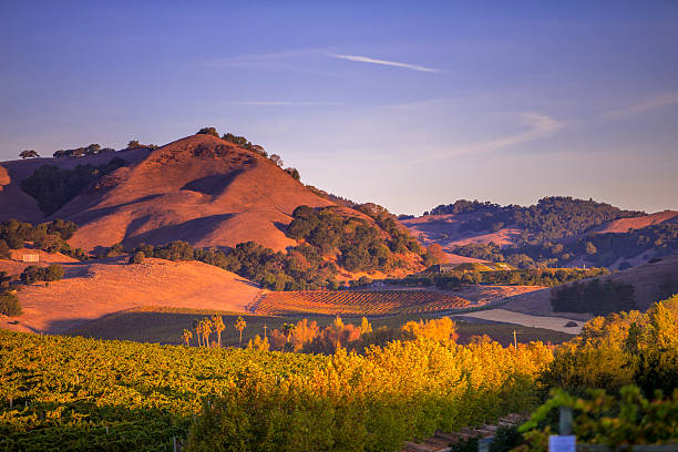 wcześnie rano w winnicy napa valley w kalifornii - napa valley vineyard autumn california zdjęcia i obrazy z banku zdjęć