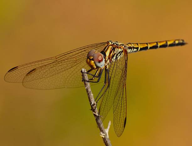 istock Magnificent sympetrum dragonfly on a thin branch 494559917