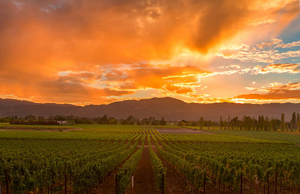 istock Napa Valley California Vineyard landscape Sunset 494560602