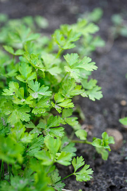 istock parsley growing in the garden 494560669