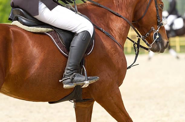 istock dressage horse 494560765