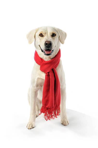 Mixed Breed Labrador Wearing a Red Scarf Around His Neck stock photo