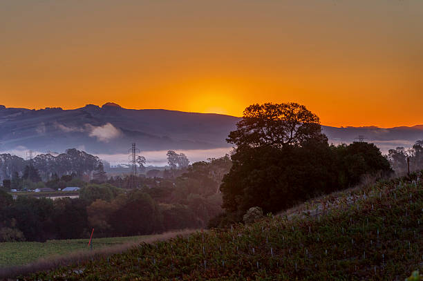 早朝のブドウ園やタウンでは、カリフォルニア州ナパバレー - winery vineyard california town of vineyard ストックフォトと画像