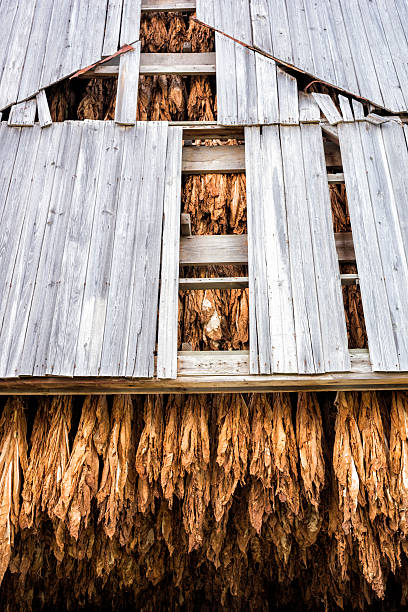 Low angle tilted view of tobacco drying and hanging from rafters in a weathered barn on a Kentucky farm, USA