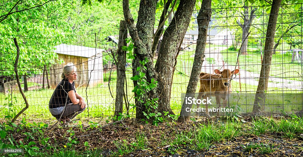 Donna in maglia e vitello sulla Farm - Foto stock royalty-free di Adulto