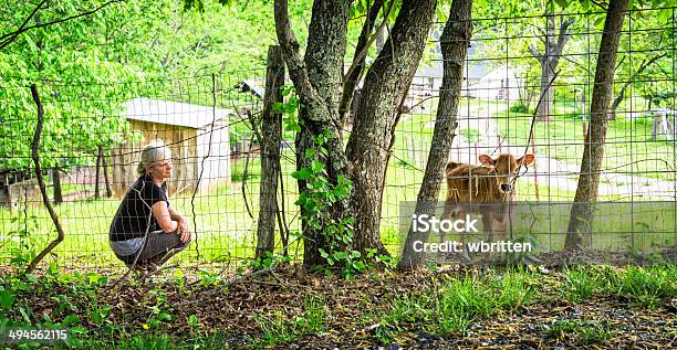 Donna In Maglia E Vitello Sulla Farm - Fotografie stock e altre immagini di Adulto - Adulto, Agricoltore, Agricoltrice