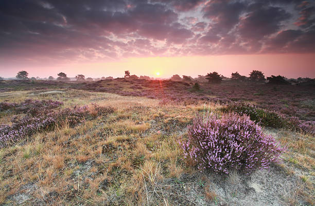 istock beautiful sunrise over flowering heather on hill 494562534