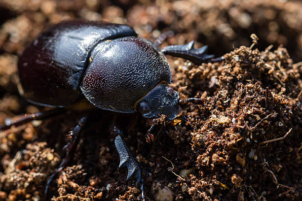 feminino rinocerontes beetles no solo. - nasicornis - fotografias e filmes do acervo