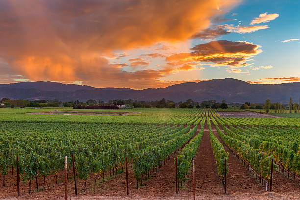 istock Napa Valley California Vineyard landscape Sunset 494562956