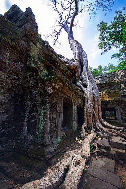 istock Prasat Ta Prum. Roots Of Tree. 494563191