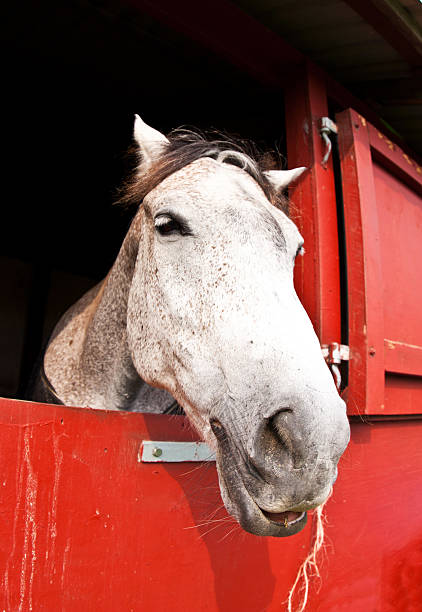 istock Horse show in denmark 494563312