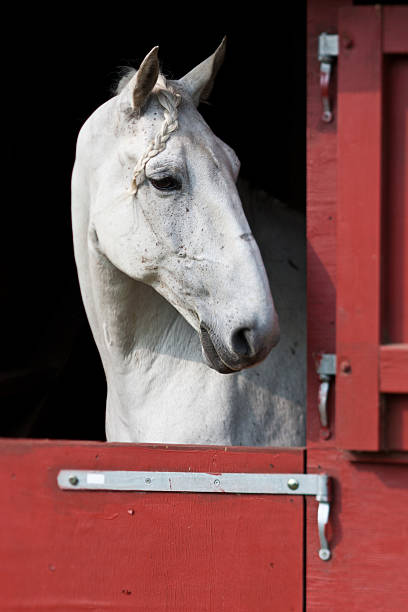 istock Horse show in denmark 494563368