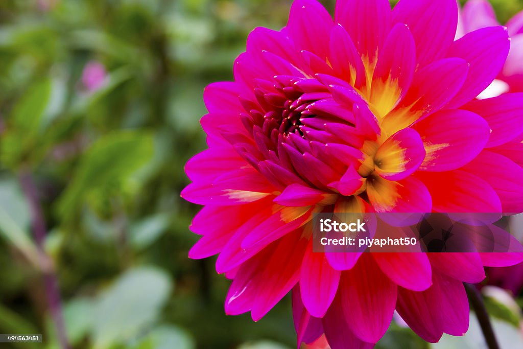 Dahlia Flowers The Dahlia flower consists of numerous delicate petals that encircle a central yellow core known as the capitulum or floral head. Dahlias can be grown in varying shades of white, yellow, orange, red, pink and purple. Autumn Stock Photo