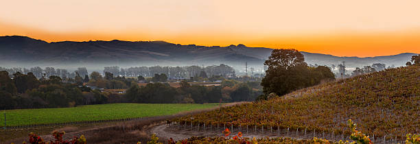 이른 아침 포도원입니다 및 타운 napa valley california - winery vineyard california town of vineyard 뉴스 사진 이미지