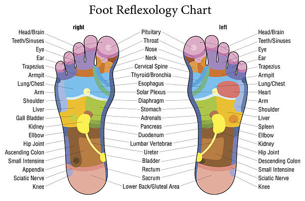 フットリフレクソロジーチャートの説明 - massaging human foot reflexology foot massage点のイラスト素材／クリップアート素材／マンガ素材／アイコン素材