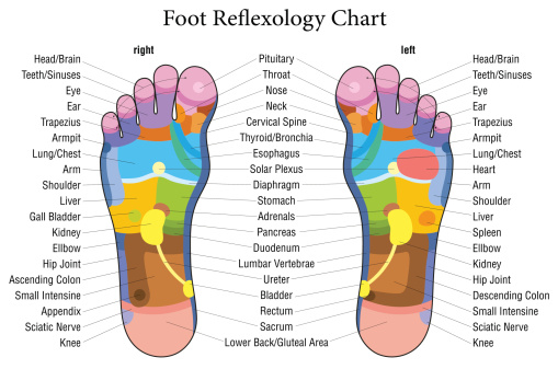 Foot reflexology chart with accurate description of the corresponding internal organs and body parts. Vector illustration over white background.