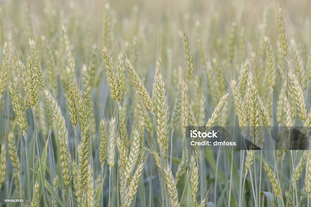 Close-up view of a wheat field close to harvest Twilight over a wheat field in North Carolina Agricultural Field Stock Photo