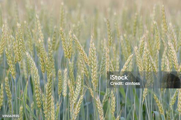 Closeup View Of A Wheat Field Close To Harvest Stock Photo - Download Image Now - Agricultural Field, Agriculture, Bread