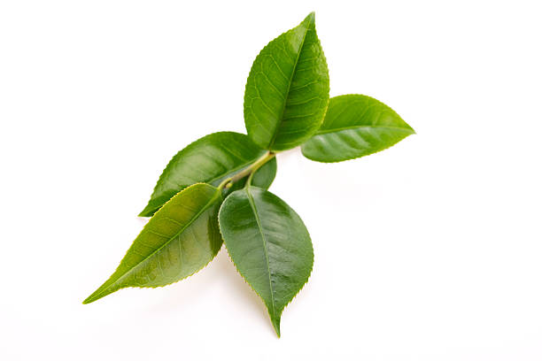 istock fresh tea leaves isoalted on the white background 494564113