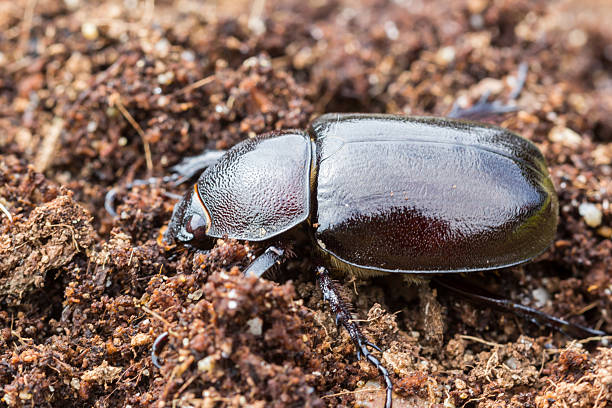 feminino rinocerontes beetles no solo. - nasicornis - fotografias e filmes do acervo