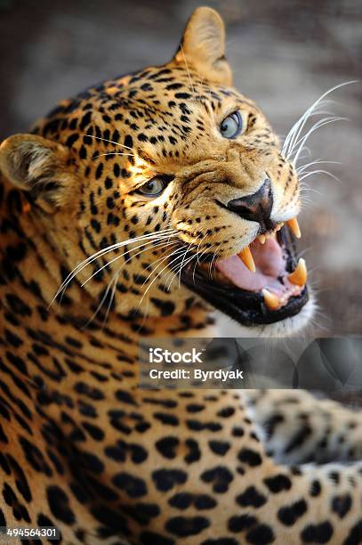 Leopard Stock Photo - Download Image Now - Aggression, Animal, Animal  Wildlife - iStock