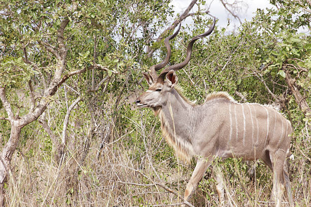 istock Kudu Bull showing its Horns 494564389