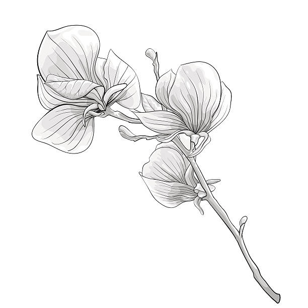 illustrations, cliparts, dessins animés et icônes de noir et blanc brindille en fleur de magnolia. - flower single flower leaf tree