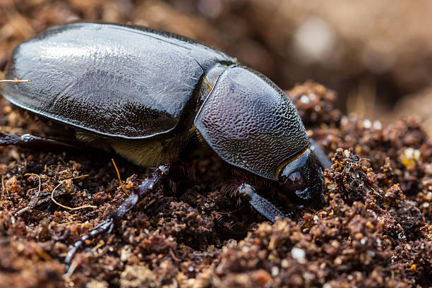 feminino rinocerontes beetles no solo. - nasicornis - fotografias e filmes do acervo