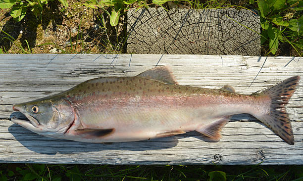 pink salmon, alaska - pembe somon stok fotoğraflar ve resimler