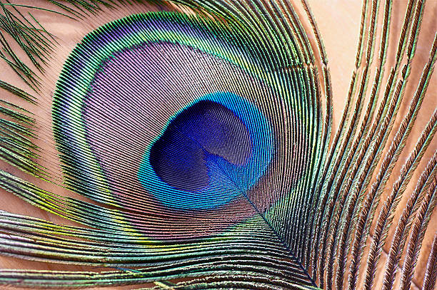 istock Macro image of an Isolated Peacock Feather 494564938