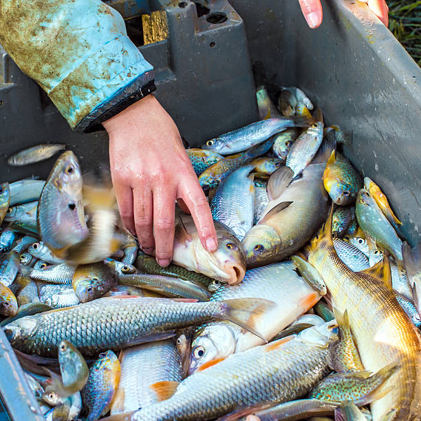 istock Sorting by hand fishes after catch of fish from pond 494565112