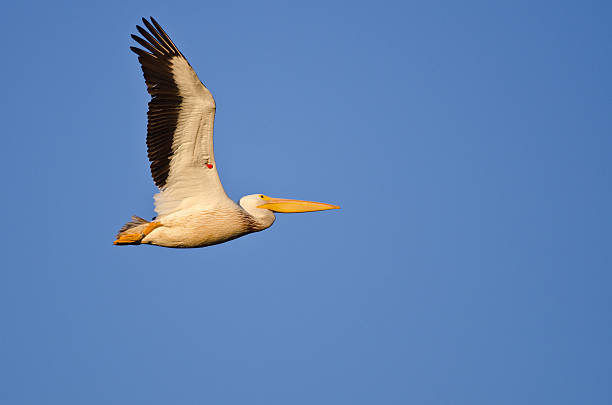 アメリカンホワイトペリカン、バンドを示すタグを飛ぶ - wildlife tracking tag ストックフォトと画像