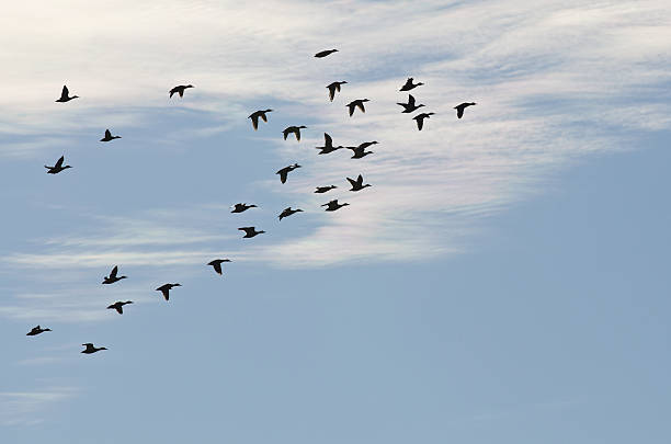 istock Large Flock of Ducks Silhouetted Against a Cloudy Blue Sky 494565666
