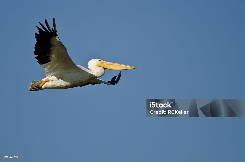American White Pelican Flying in a Blue Sky 2015 Stock Photo