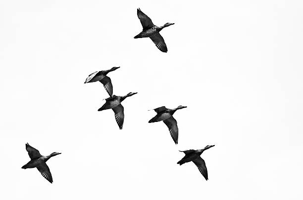 istock Flock of Ducks Flying on a White Background 494565966