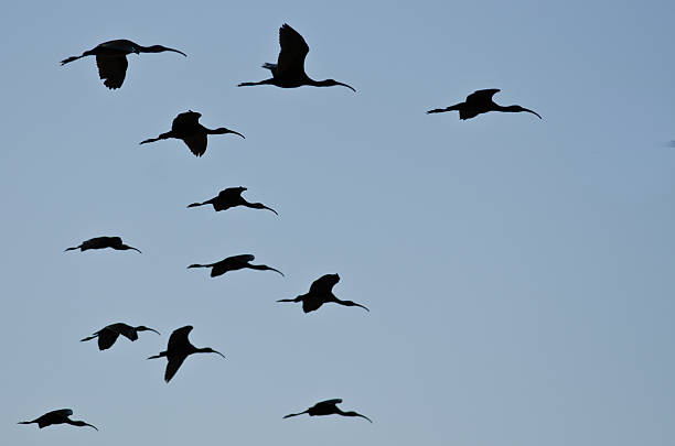 istock Flock of Silhouetted White-Faced Ibis Flying in a Blue Sky 494565980