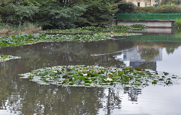 istock wild ducks and moorhens floating in pond with water lily 494566736