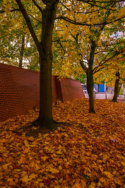 Autumn season with trees and leaves stock photo