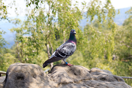 Homing pigeon on rock outdoors