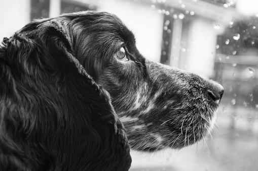 Black and white image of a cocker spaniel looking out of the window on a rainy day.