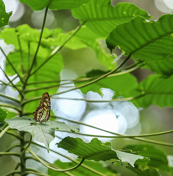 istock green malachite butterfly resting in it's natural habitat 494568578