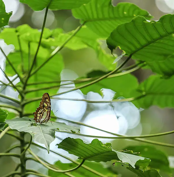 Beautiful Malachite butterfly resting on a leaf in a tropical setting