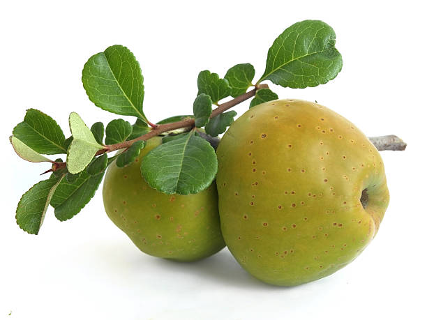 Fifteen (Cydonia oblonga) The fruits of quince are used to make jam, jelly and in the manufacture of wine. cydonia stock pictures, royalty-free photos & images